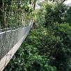 Taman Negara canopy walk